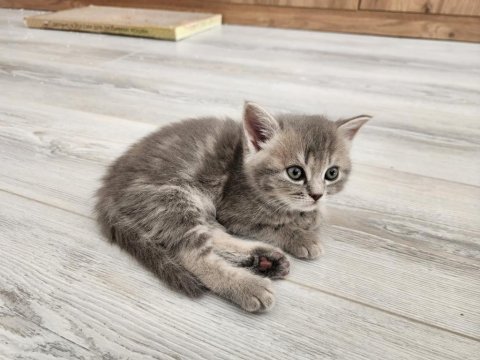 Safkan bebeklerimizi sahiplendiriyoruz scottish fold