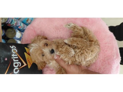 Tüy koku derdı yok 0 beden maltipoo