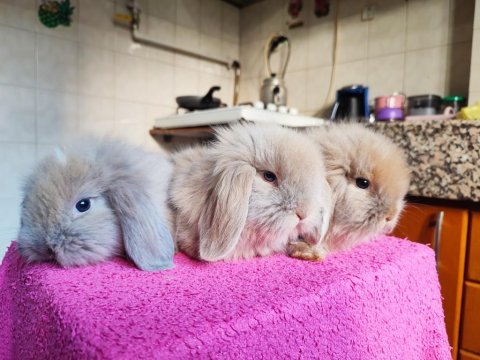 Orjinal hollanda lop tavşanı bebişler