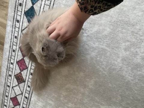 Kısırlaşmış british longhair istanbul