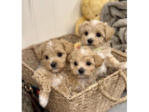 Sevimli oyuncu maltipoo mini boy yavrular 