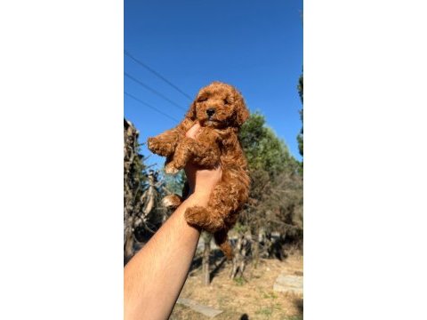 Toypoodle dişi erkek 