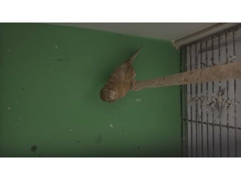 Bakıcı 2 dişi ve 1 erkek kanarya verilecektir