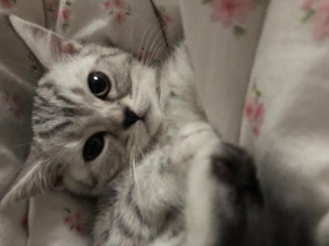 Beyaz silver tabby british shorthair