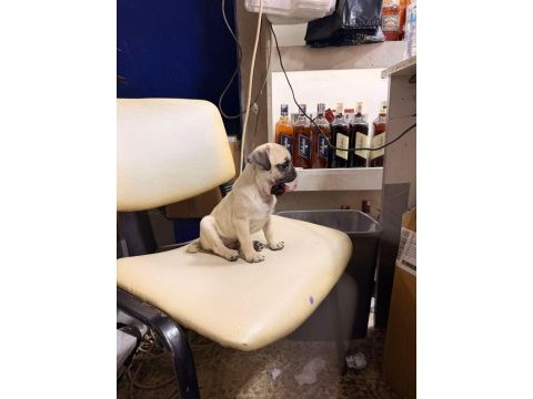 Hamburger face gül kuyruk pug mops bebek