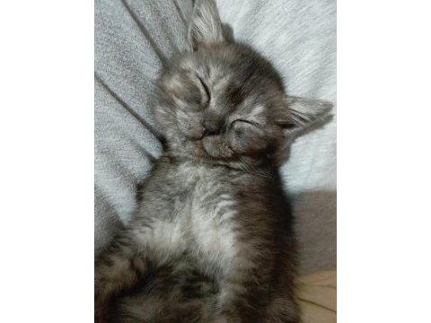 British shorthair iki aylık yavru