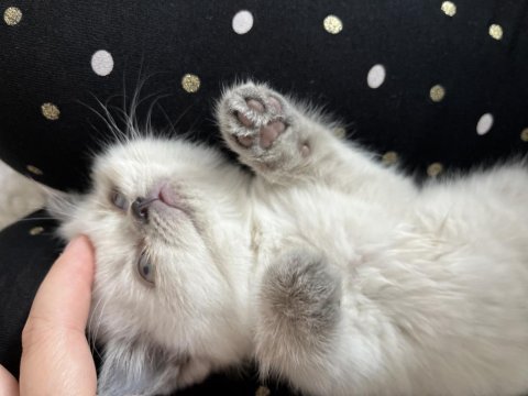 British shorthair blue point 2 aylık yavrumuz (dişi)