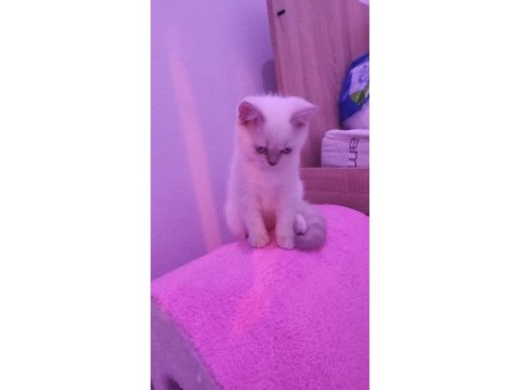 2 aylık sevimli british shorthair yavrumuz