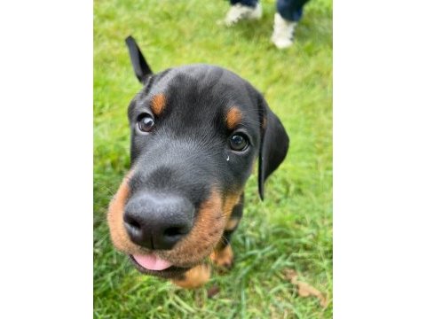 Evinizin neşesi doberman her yere kapıda öde