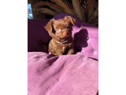 Çikolata kız bebek chihuahua
