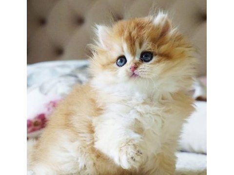 Kedimiz için açıklamayı okumadan aramayın lütfen