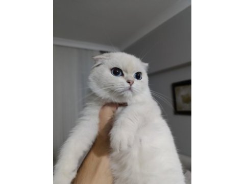 Scottish fold silver point oğlumuz