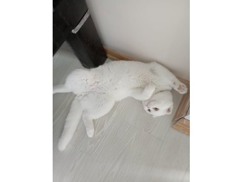 1 yaşında scottish fold