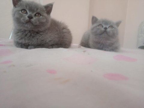 Safkan ayı surat yavrularımız