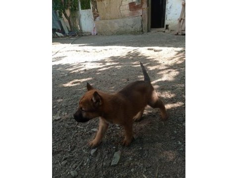 2 aylık belçika malinois