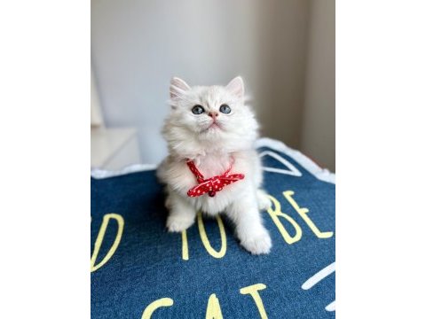 Kaliteli silver white british longhair bebekler