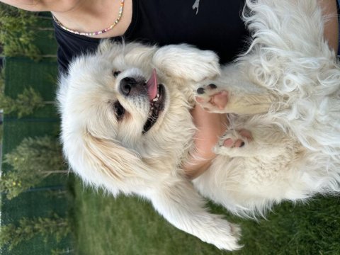 Pekinez köpeğimize yeni sahibini arıyoruz