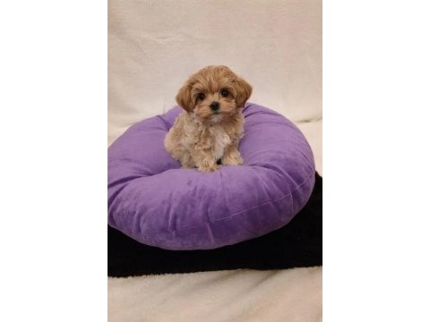 A kalite maltipoo yavrularımız