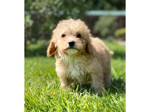 Eşsiz bir maltipoo için bizi aramadan karar vermeyn
