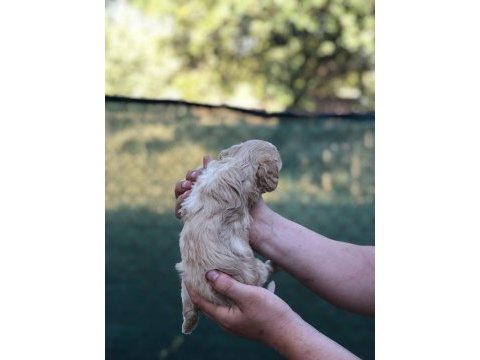Ev ortamında sağlık ve ırk garantli maltipoo bebekler