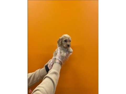 Dizayn ırk üst kalite maltipoo