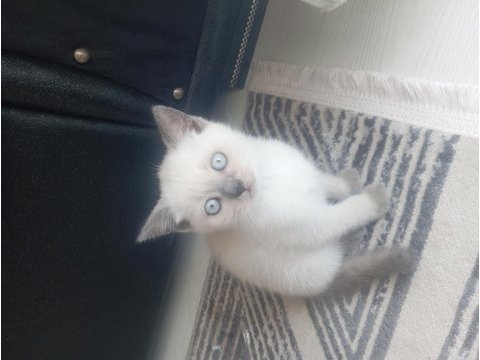 2 aylık 2 adet dişi ve 1 adet erkek kediler
