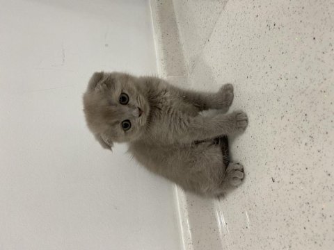 Dişi scottish fold shorthair lilac