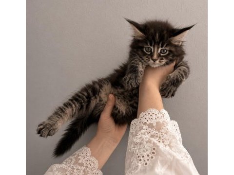 Dev maine coon kediler