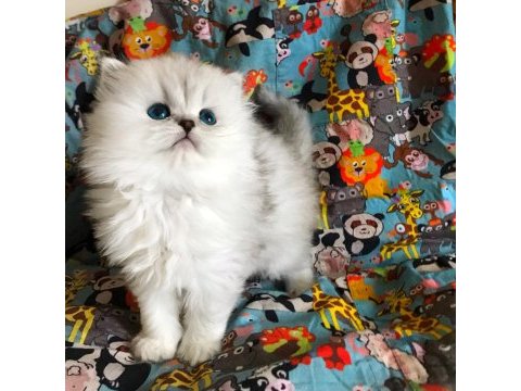 British longhair silver shaded