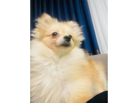Pomeranian 6 aylık köpeğimiz