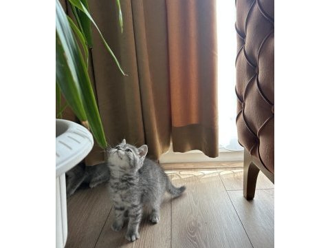 Blue tabby erkek bebek british longhair