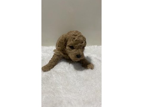 Tarçın renk ırk garantili dişi erkek poodle yavrular