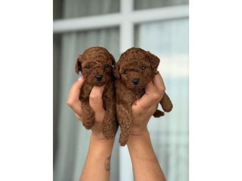  aşılı eğiitimli premıum toy poodle