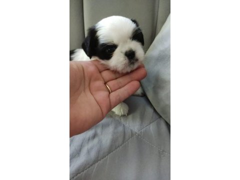 Yavru shih tzu çok uygun fiyatlı