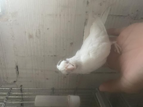 Yavru albino sultan papağanı