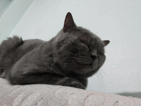 British shorthair 4 yaşında