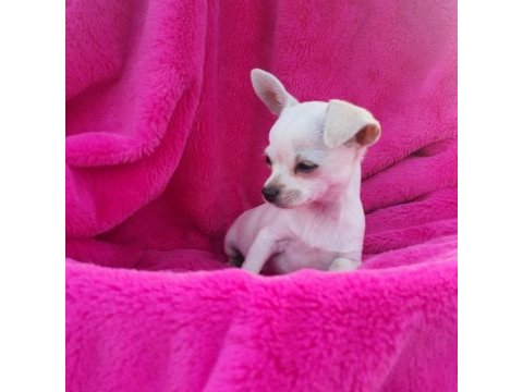 Chihuahua yavrumuz sizlerle
