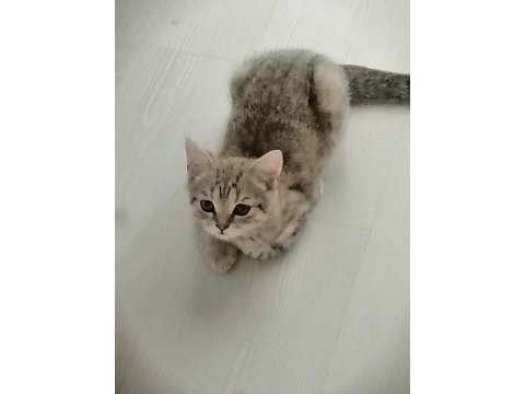 British shorthair 2.5 aylık