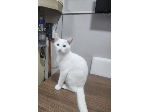 Kedimiz leo ailesini arıyor