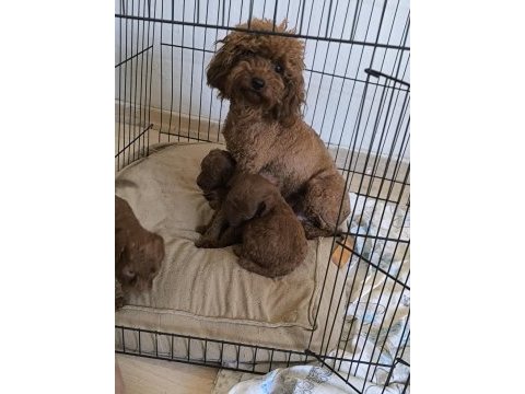 Toy poodle bebekler