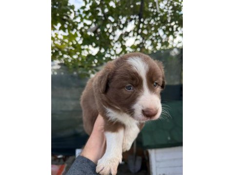Border collie köpeğimiz için anlayan yazsın lütfen