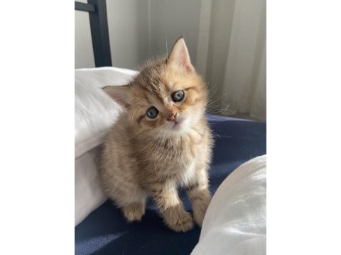 British shorthair kedimiz