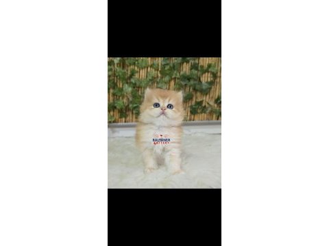 Safkan british longhair erkek golden renkli yavru