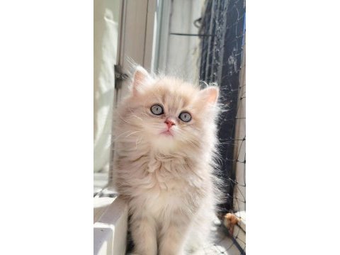 Harika british longhair golden yavrularımız