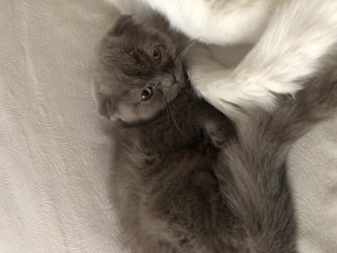 Sevimli dostum duman scottish fold