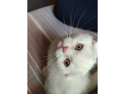 Tatlı kızımız scottish fold shorthair
