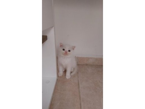 British shorthair ve scottish fold yavrular