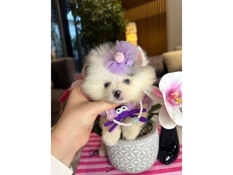 Irk garantili pomeranian yavrular