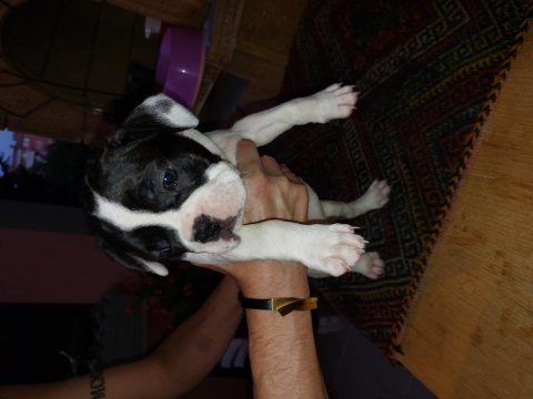 2 aylık fransız bulldog yavruları 7 tane 3 dişi 4 erkek