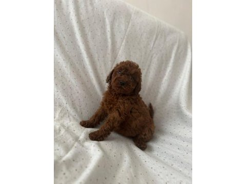 Red brown toy poodle erkek dişi